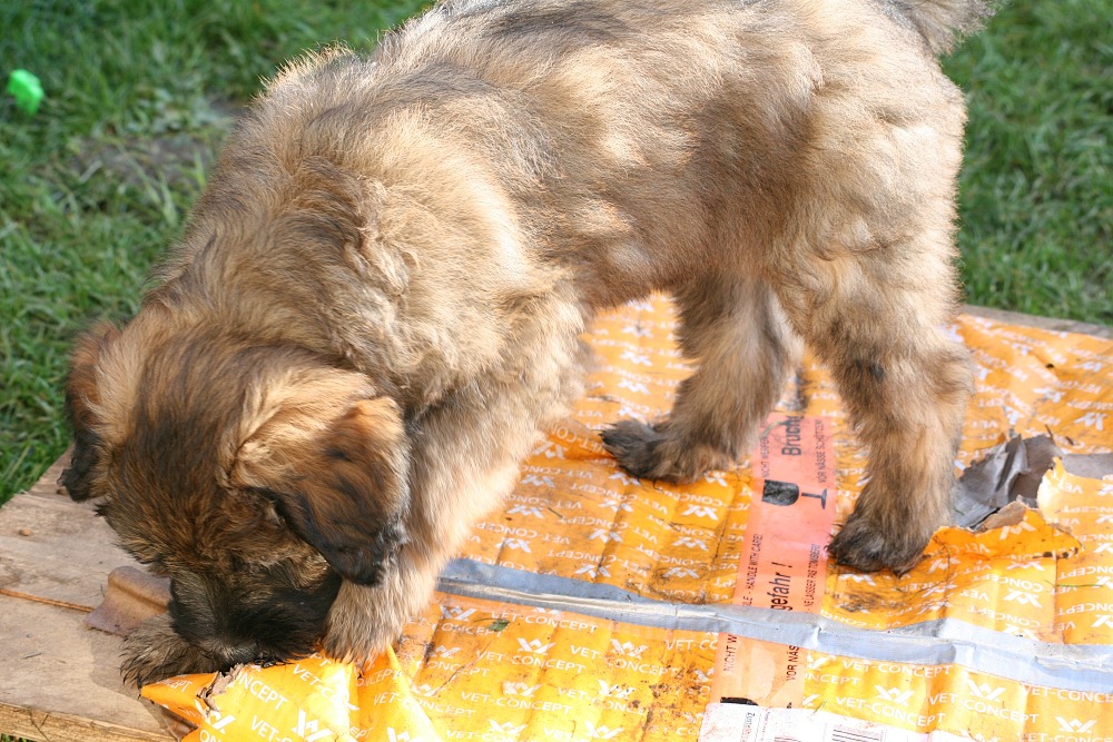 Chewbacca with 9 weeks