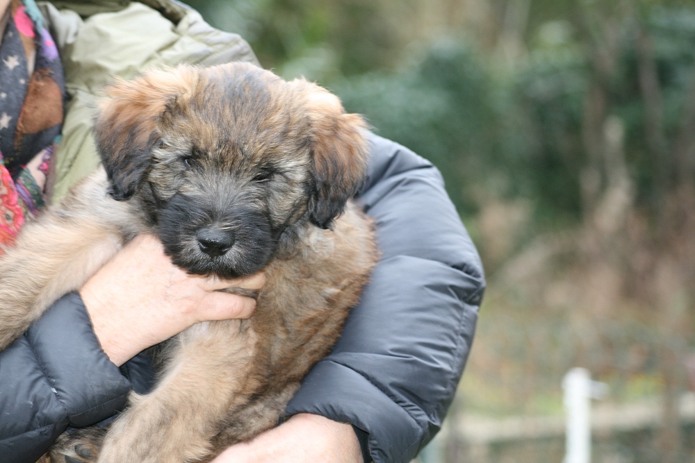 Chewbacca with 9 weeks