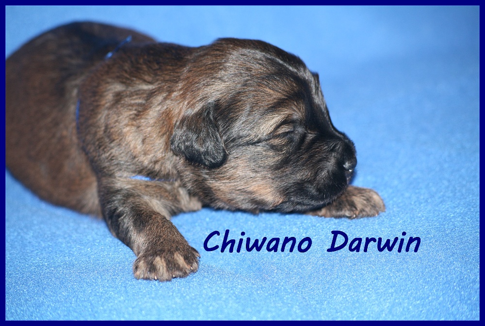 Chiwano with 2 weeks