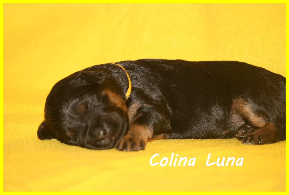 Colina with 2 weeks