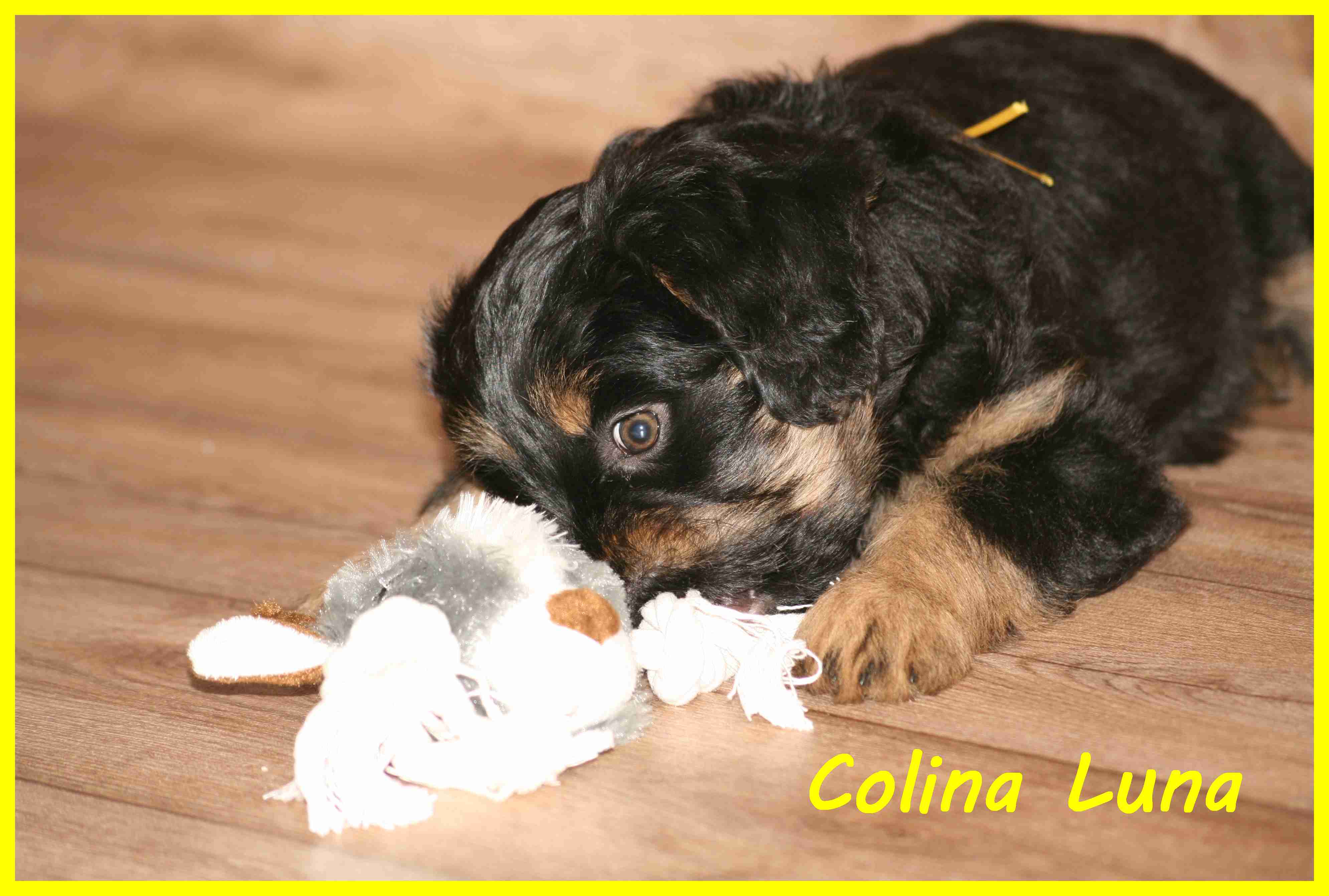 Colina with 8 weeks