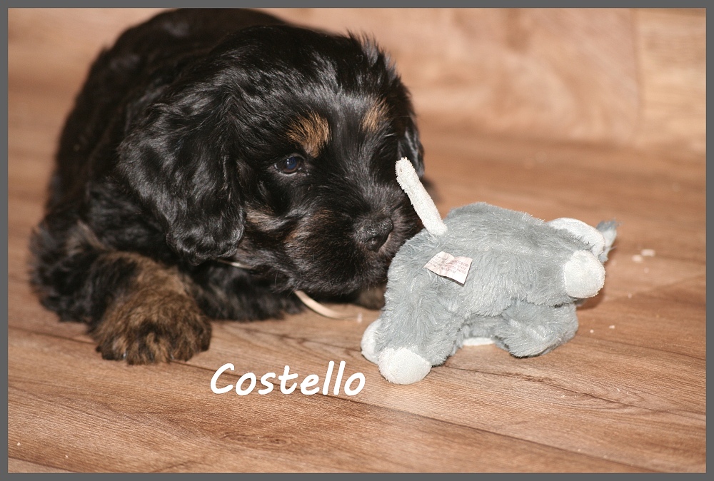 Costello with 8 weeks