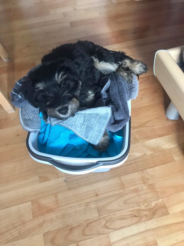 Cuni help with the laundry