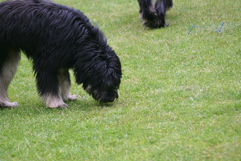 Calimeros sniffing part