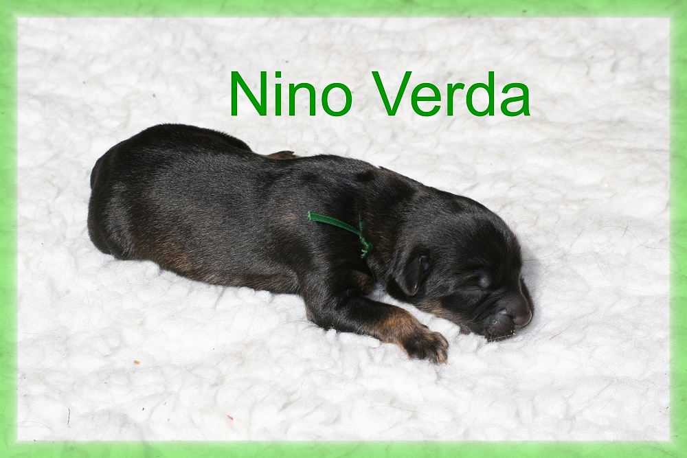 Nino Verda