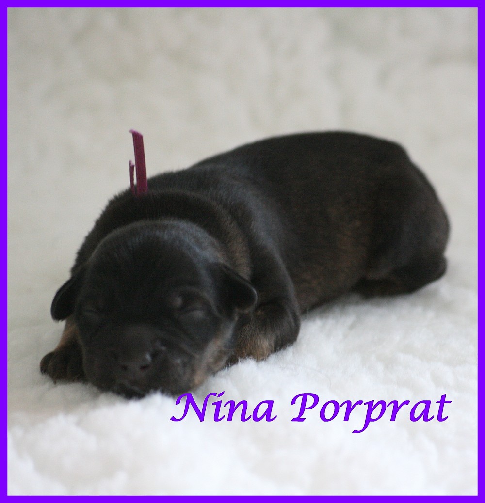 Nina Propat