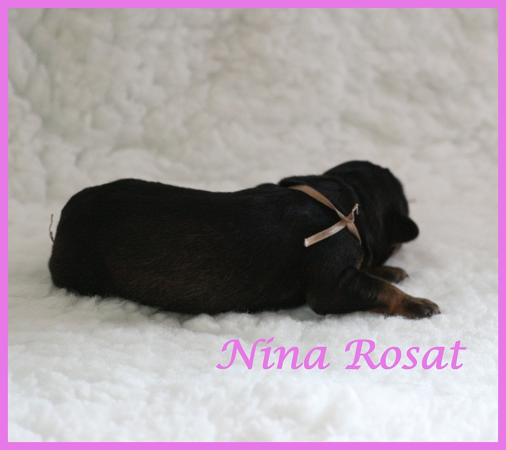 Nina Rosat