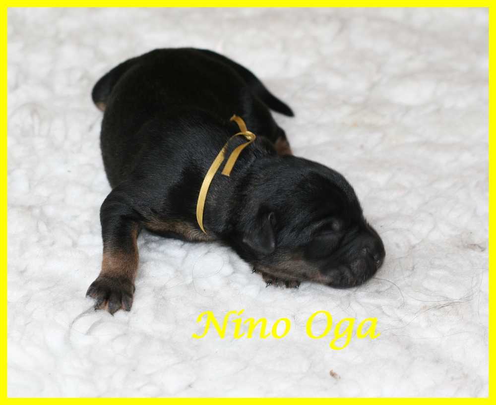 Nino Oga