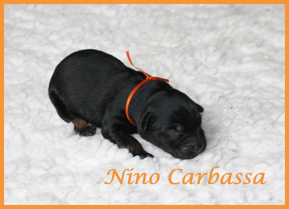 Nino Carbassa