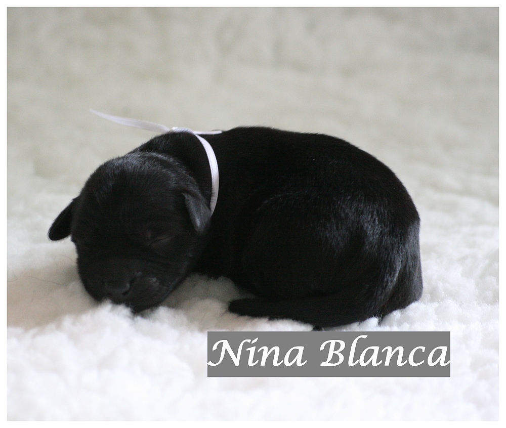 Nina Blanca