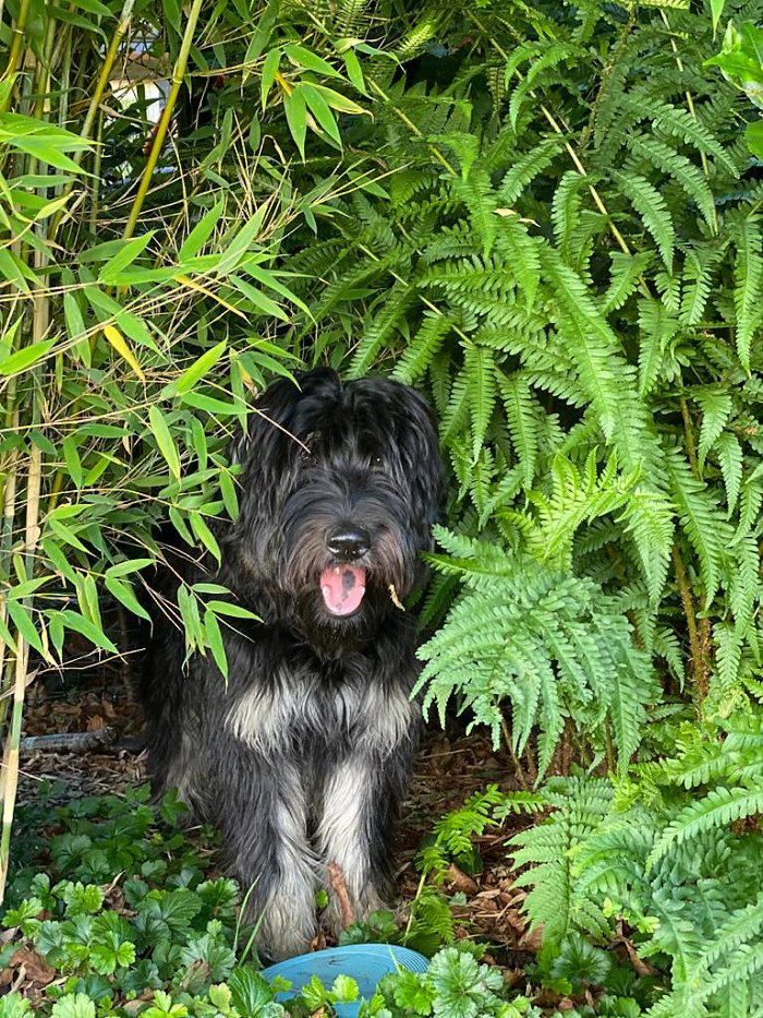 Charal bei der Gartenarbeit