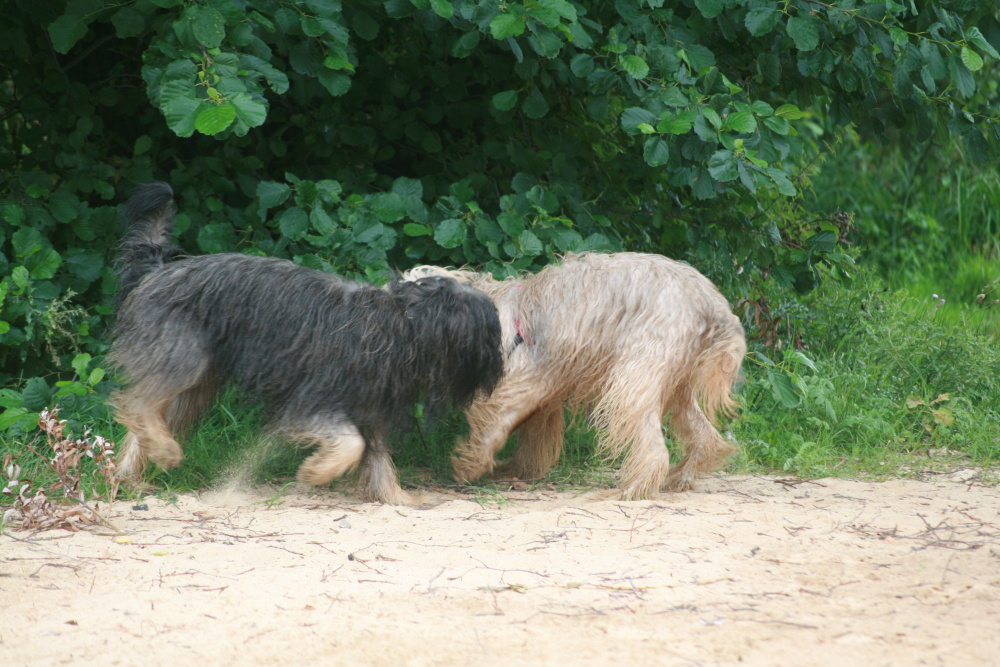 both on a common search for smells