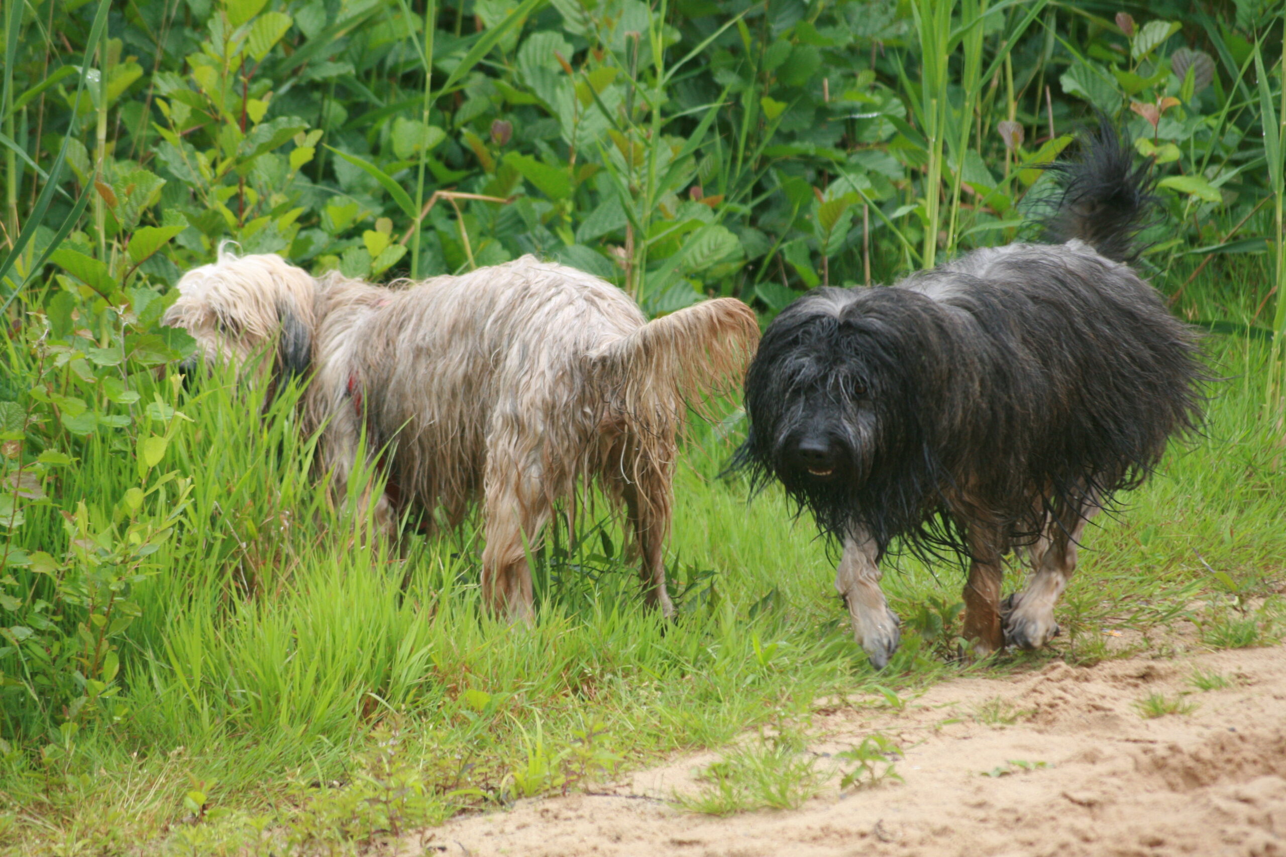 both on a common search for smells