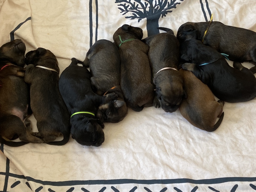row of puppies