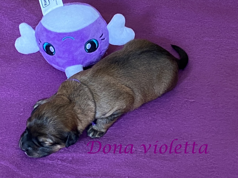 Violetta 12 Tage