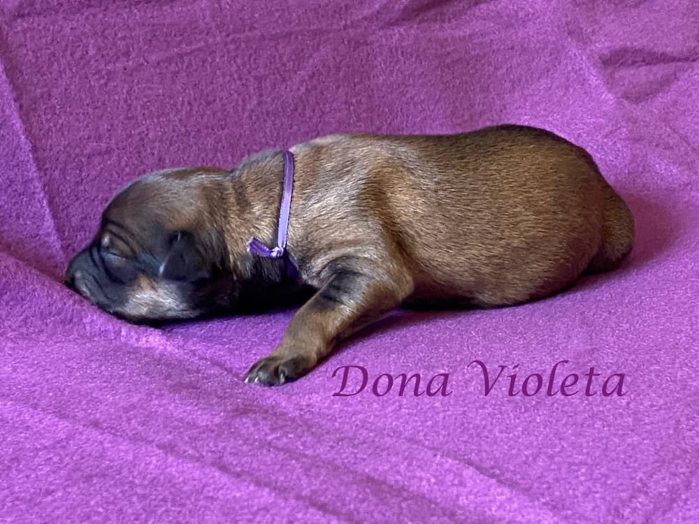 Violeta