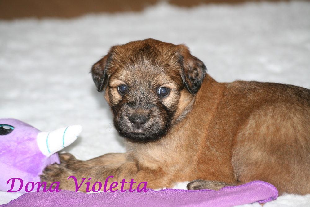 Violetta good 4 weeks