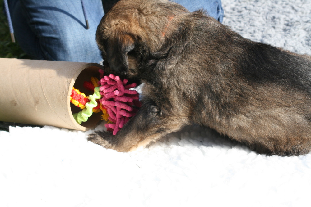 Dona Taronja sees a toy out of role