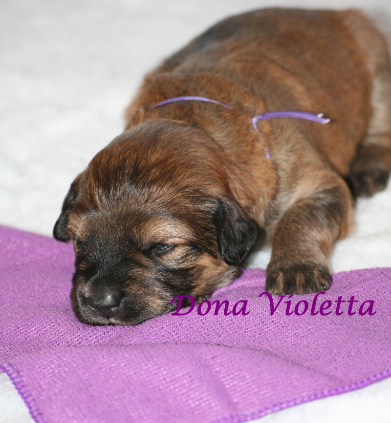 Violetta good 2 weeks
