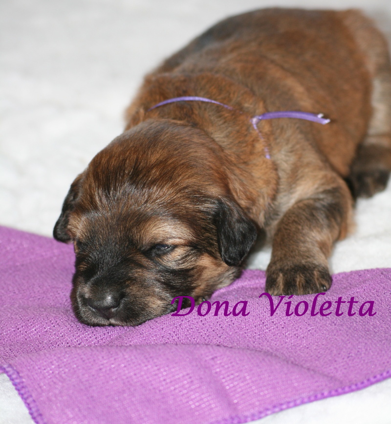 Violetta gut 2 Wochen