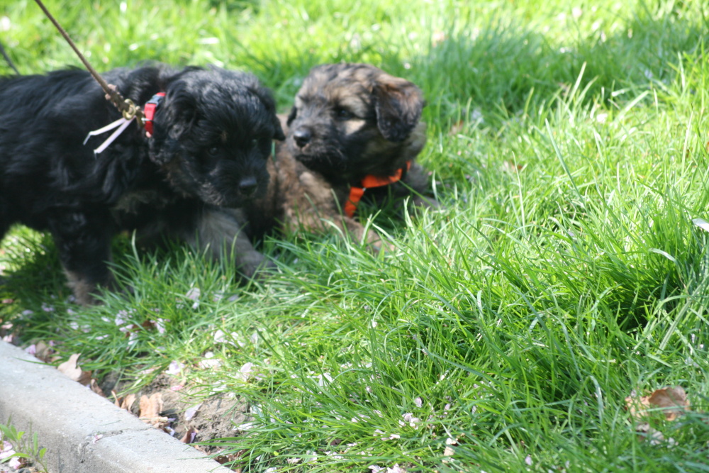 Daja and Diego on a walk