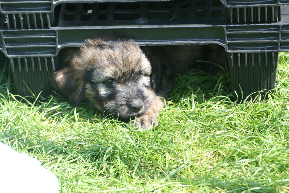  Pallets increasingly popular as cave