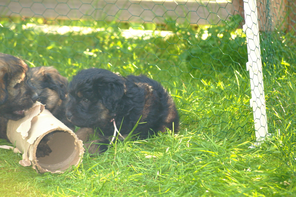  Papierrollen herrlich