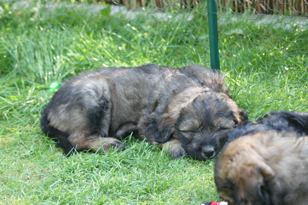 sleeping while others play