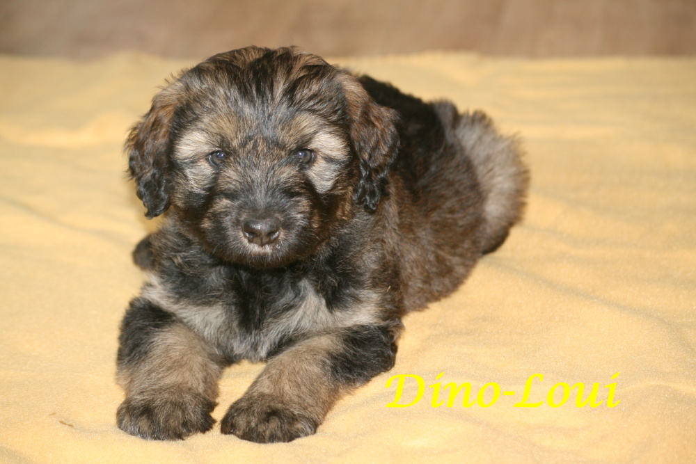 Dino with 6 weeks