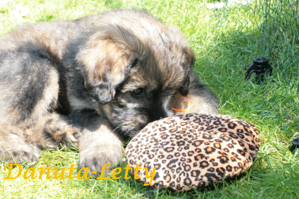 Danuta-Letty with 7 weeks