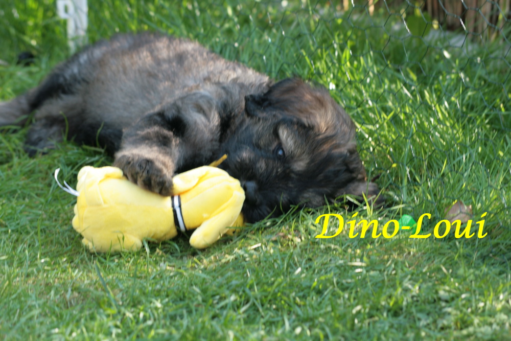 Dino-Loui with 7 weeks