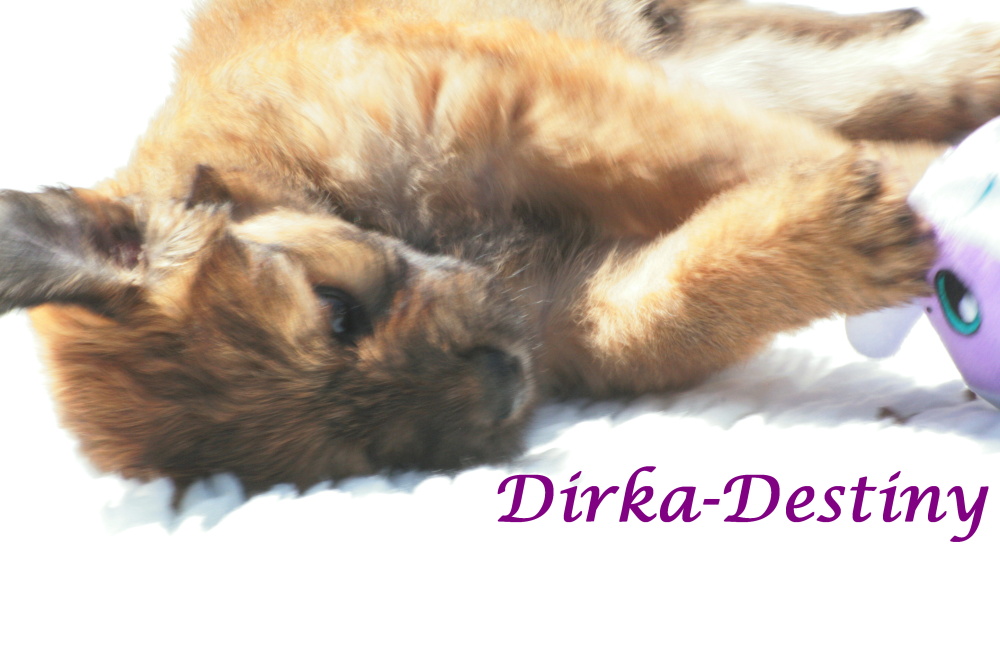 Dirka-Destiny with 7 weeks