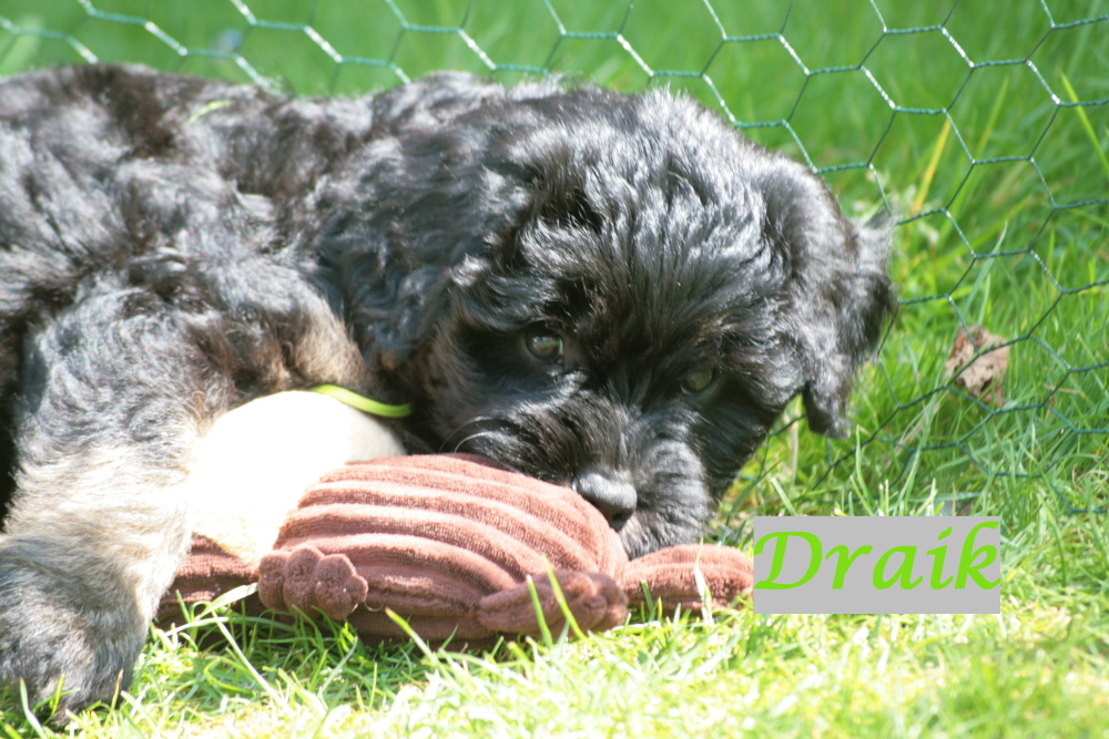 Draik with 7 weeks